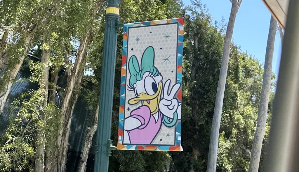 daisy