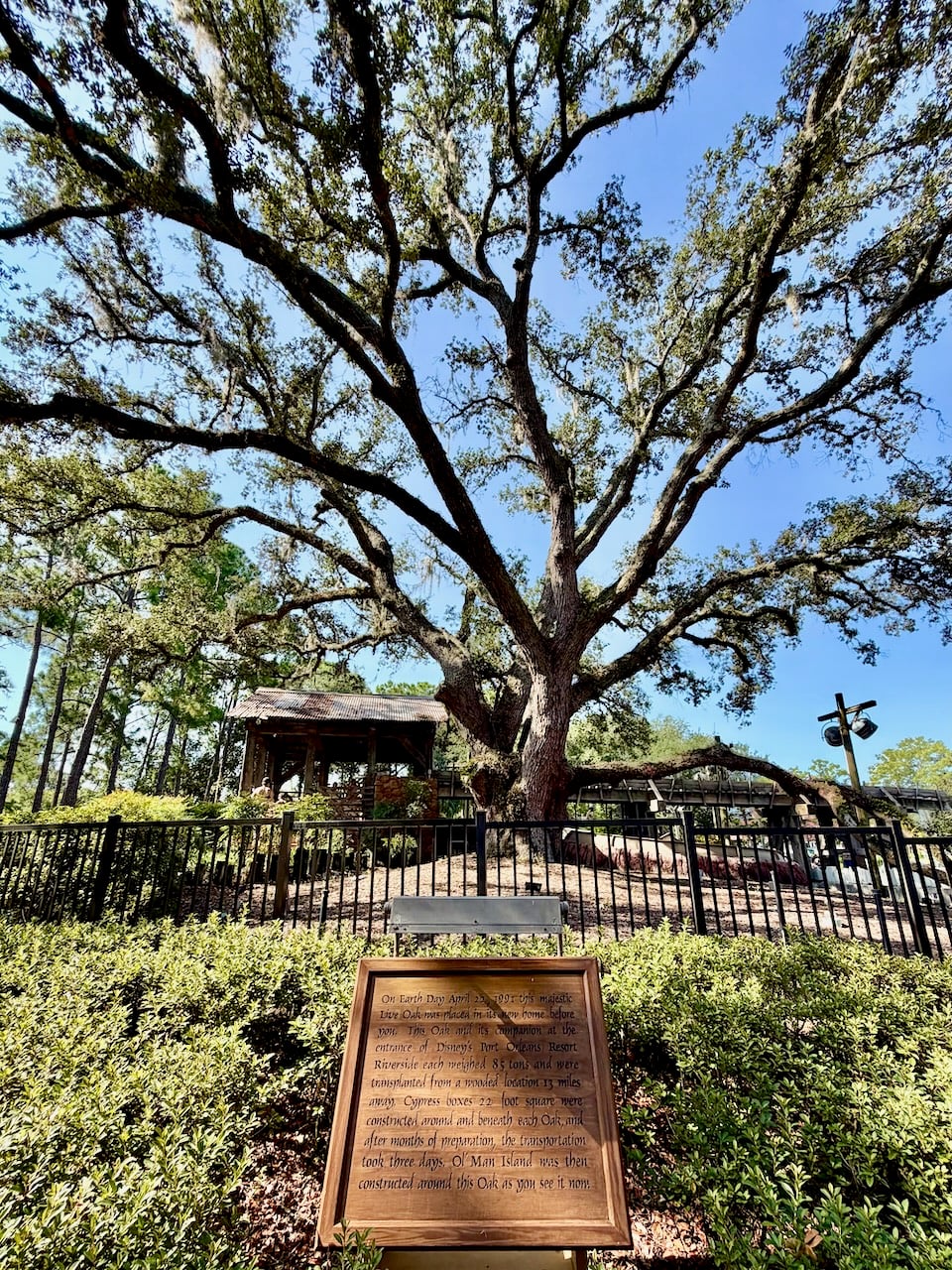 Large live oak tree on Ol’ Man Island