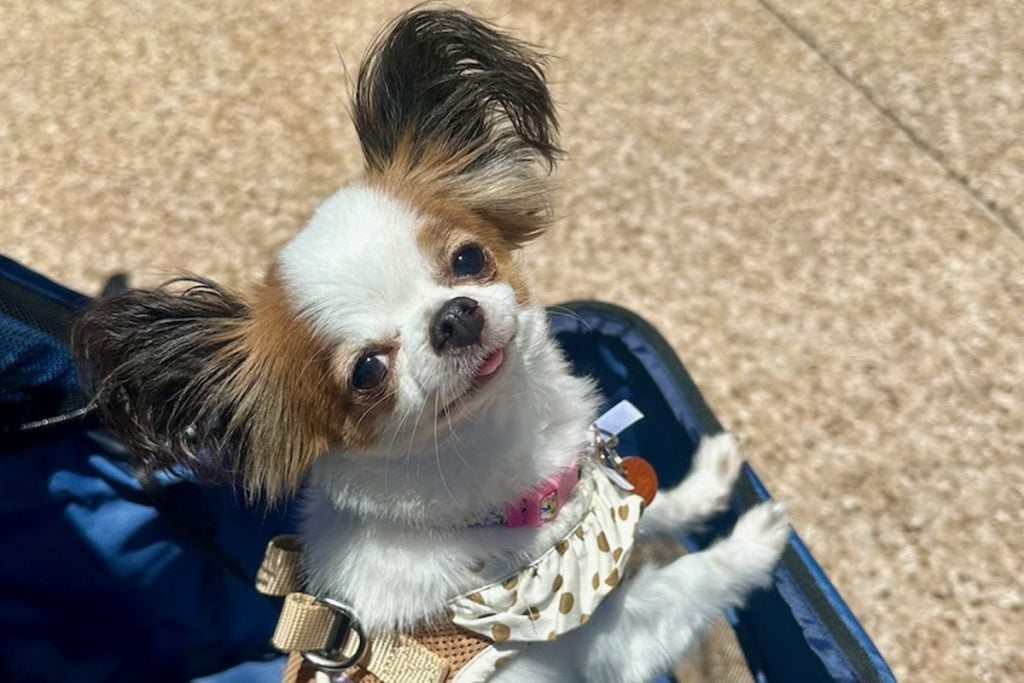 What It’s Really Like Staying at Disney World With Your Dog