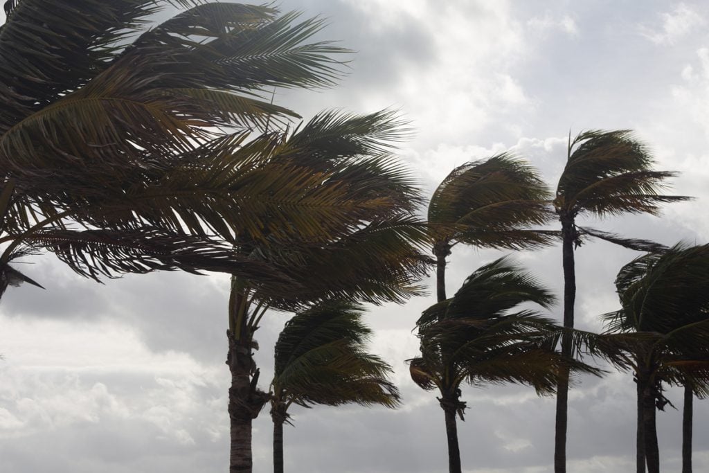 thunderstorm-palm-trees-wind-AdobeStock_214476943 | WDWINFO.COM Does Disney World Lose Some Magic When You Live in Florida? thunderstorm-palm-trees-wind-AdobeStock_214476943
