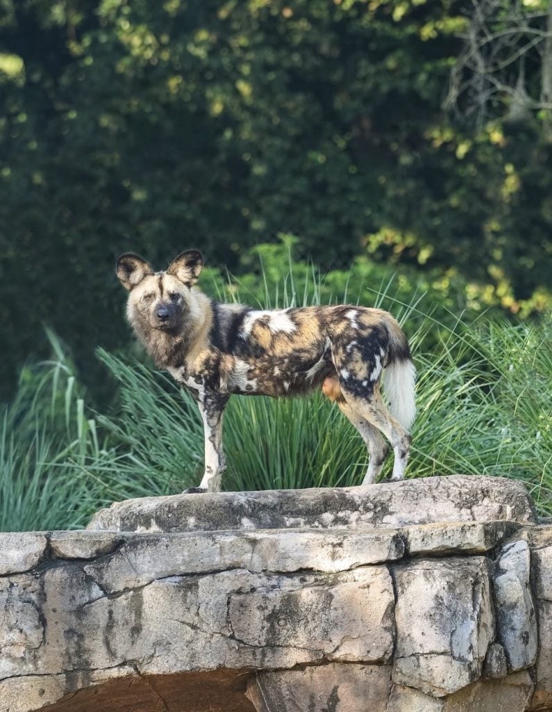 Screenshot | WDWINFO.COM New African Painted Dog Joins the Pack at Disney’s Animal Kingdom Screenshot Screenshot