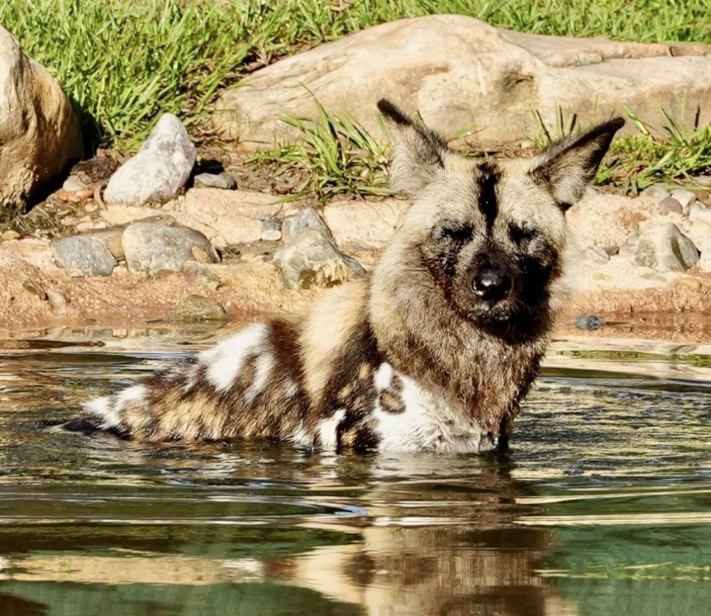 New African Painted Dog Joins the Pack at Disney’s Animal Kingdom Screenshot
