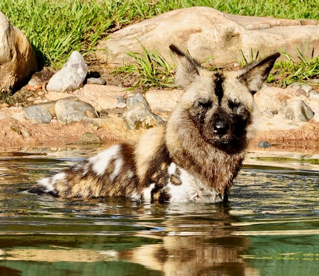 New African Painted Dog Joins the Pack at Disney’s Animal Kingdom Screenshot