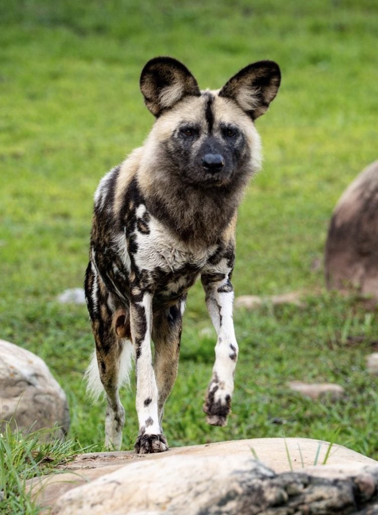 Screenshot | WDWINFO.COM New African Painted Dog Joins the Pack at Disney’s Animal Kingdom Screenshot Screenshot