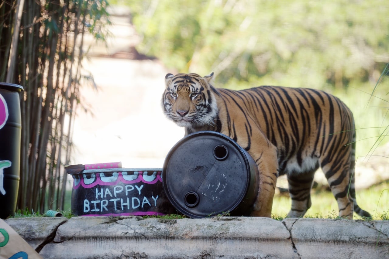 Bakso the Sumatran Tiger is Leaving Disney’s Animal Kingdom Baksos-2nd-Birthday