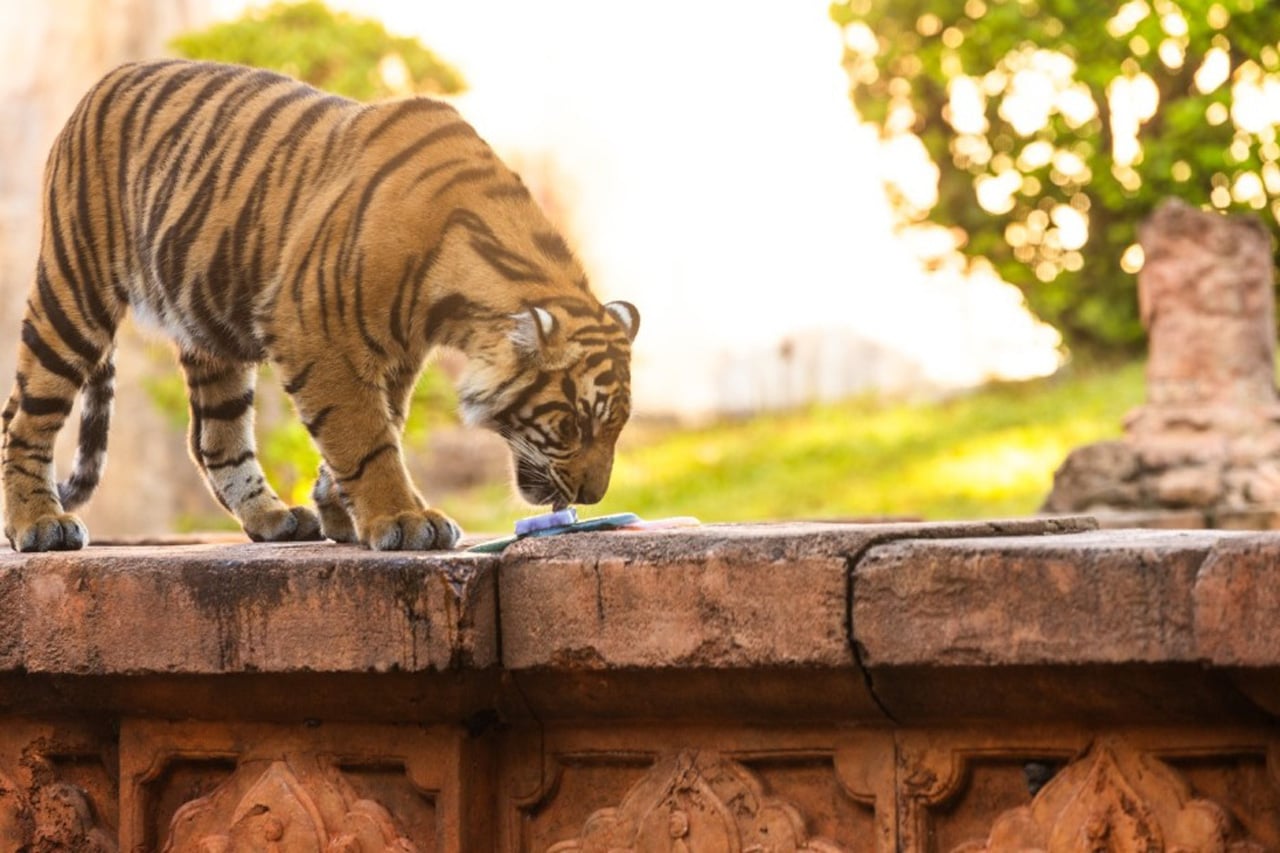 Bakso the Sumatran Tiger is Leaving Disney's Animal Kingdom