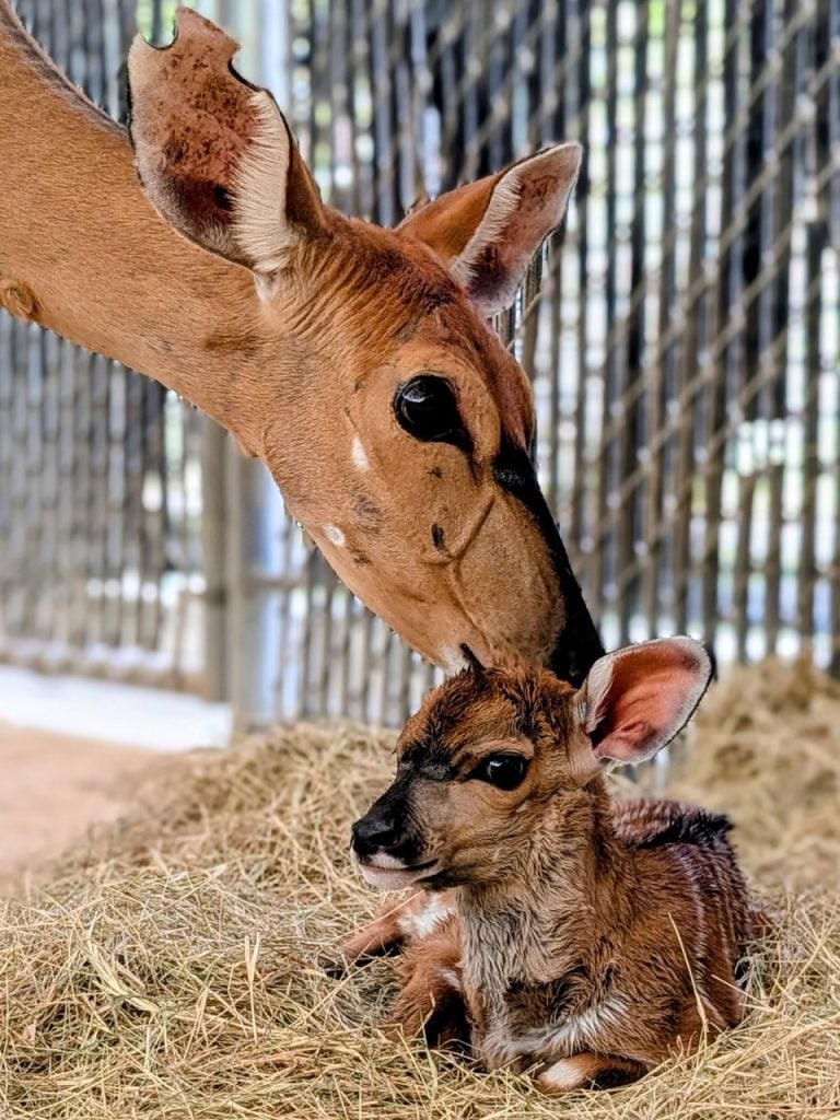Baby Disney Animals 1 2 Large | WDWINFO.COM New Nyala Calves at Disney’s Animal Kingdom Lodge Baby Disney Animals 1 2 Large