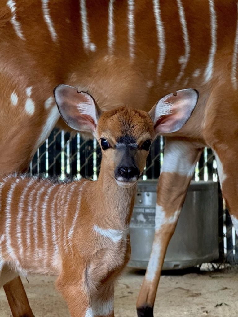 Baby Disney Animals 1 3 Large | WDWINFO.COM New Nyala Calves at Disney’s Animal Kingdom Lodge Baby Disney Animals 1 3 Large