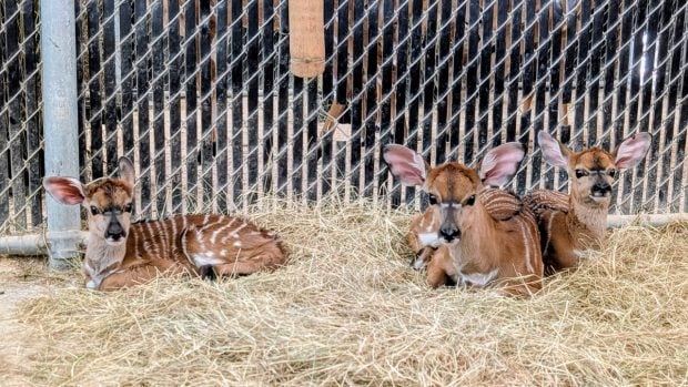 New Nyala Calves at Disney’s Animal Kingdom Lodge Baby Disney Animals 1 Header Large