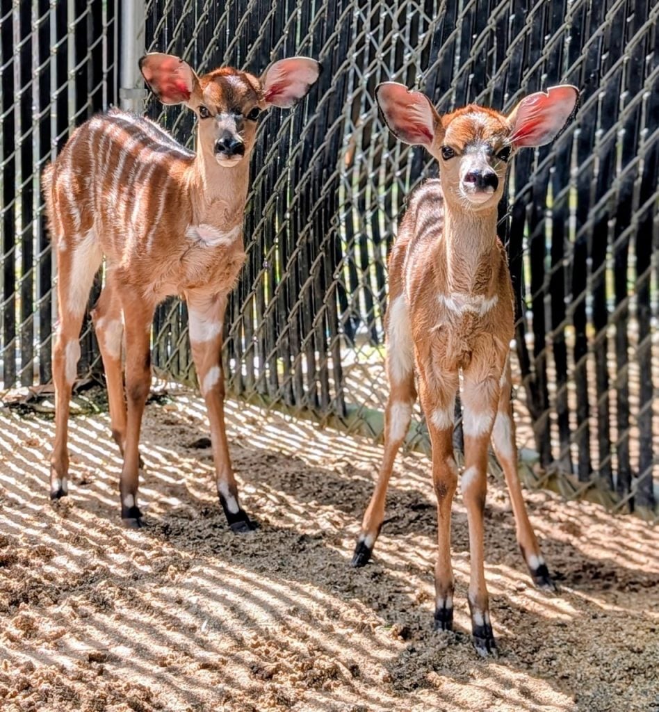 Baby Disney Animals 1 Large | WDWINFO.COM New Nyala Calves at Disney’s Animal Kingdom Lodge Baby Disney Animals 1 Large