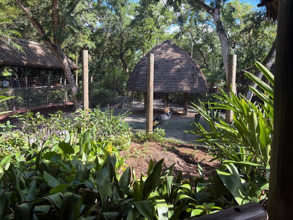 Kilimanjaro Safari Wait Line | WDWINFO.COM Why Does Kilimanjaro Safari at Animal Kingdom Always Have a Short Wait Time? Kilimanjaro Safari Wait Line