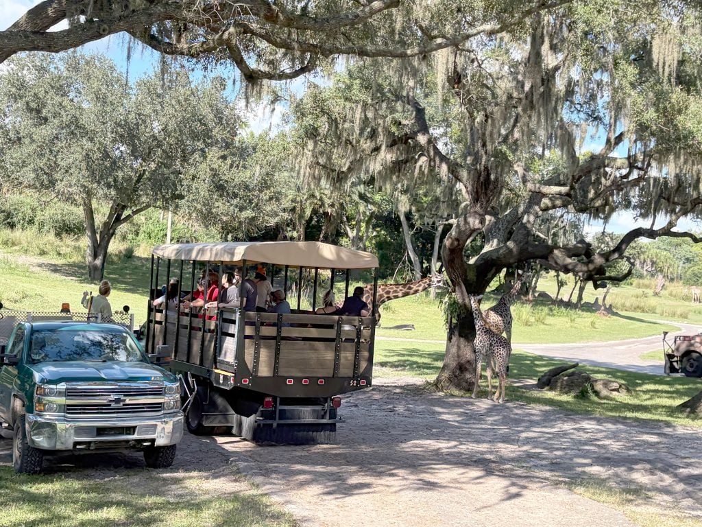 SafariTour | WDWINFO.COM Why Does Kilimanjaro Safari at Animal Kingdom Always Have a Short Wait Time? SafariTour