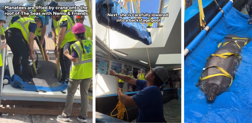 calfuccino 2 | WDWINFO.COM New Manatee Arrives at EPCOT’s The Seas For Rehabilitation calfuccino 2