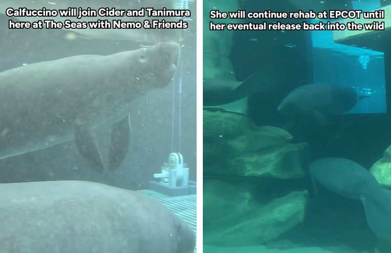 calfuccino 3 | WDWINFO.COM New Manatee Arrives at EPCOT’s The Seas For Rehabilitation calfuccino 3