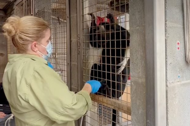 Baby Colobus Monkey on the Way at Disney’s Animal Kingdom! colobus-monkey-ultrasound-header