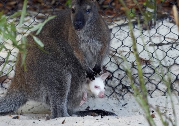 Meet Quartz! Rare Albino Wallaby Joey Arrives at Disney’s Animal Kingdom Screenshot  Screenshot