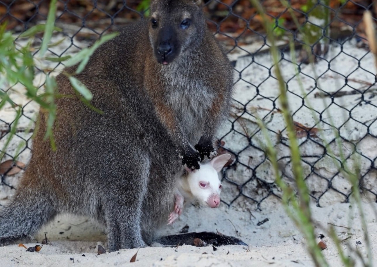 Meet Quartz! Rare Albino Wallaby Joey Arrives at Disney’s Animal Kingdom Screenshot  Screenshot