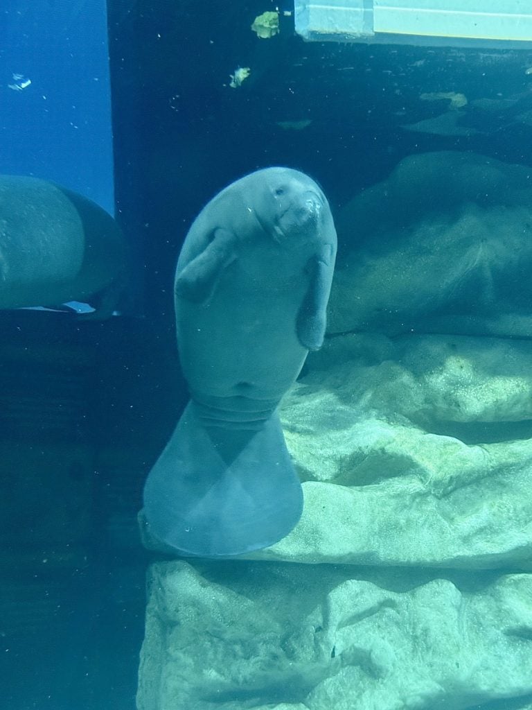 manatee exhibit at the seas_EPCOT_chloe 2 | WDWINFO.COM New Manatee Arrives at EPCOT’s The Seas For Rehabilitation manatee exhibit at the seas_EPCOT_chloe 2