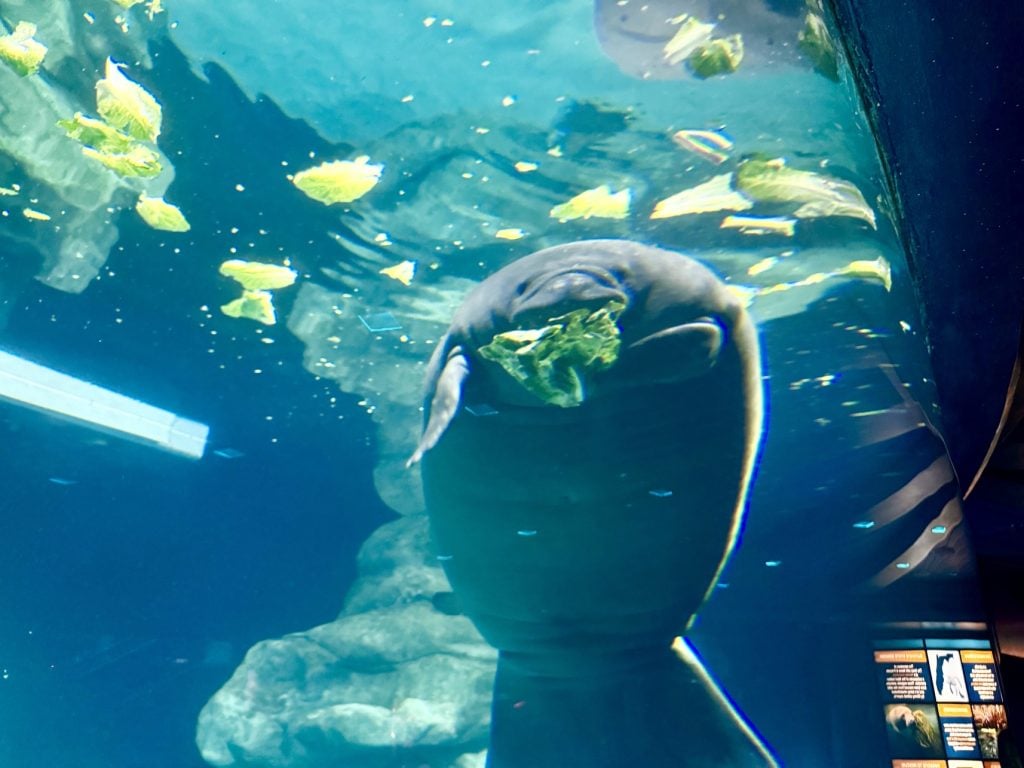 manatee exhibit at the seas_EPCOT_chloe 3 | WDWINFO.COM New Manatee Arrives at EPCOT’s The Seas For Rehabilitation manatee exhibit at the seas_EPCOT_chloe 3