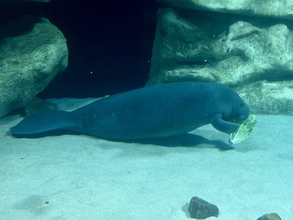 manatee exhibit at the seas_EPCOT_chloe 4 | WDWINFO.COM New Manatee Arrives at EPCOT’s The Seas For Rehabilitation manatee exhibit at the seas_EPCOT_chloe 4