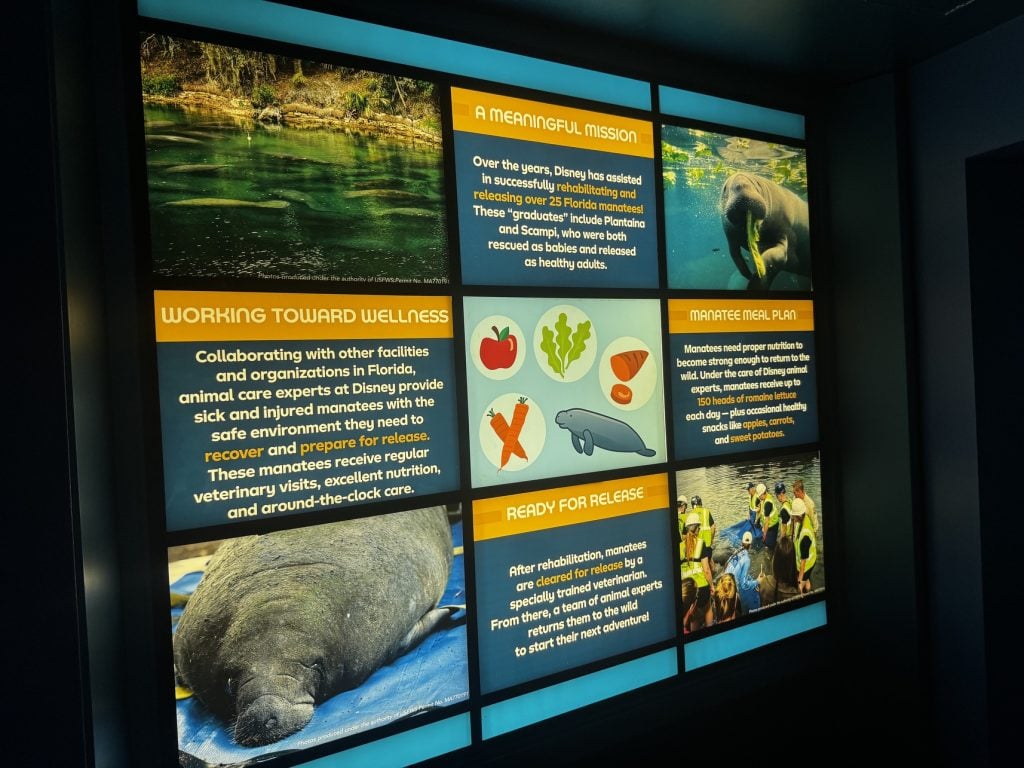 manatee exhibit at the seas_EPCOT_chloe 5 | WDWINFO.COM New Manatee Arrives at EPCOT’s The Seas For Rehabilitation manatee exhibit at the seas_EPCOT_chloe 5