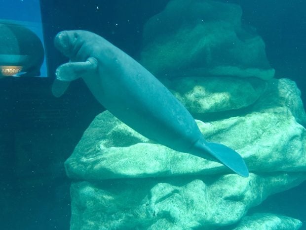 New Manatee Arrives at EPCOT’s The Seas For Rehabilitation manatee exhibit at the seas_EPCOT_chloe