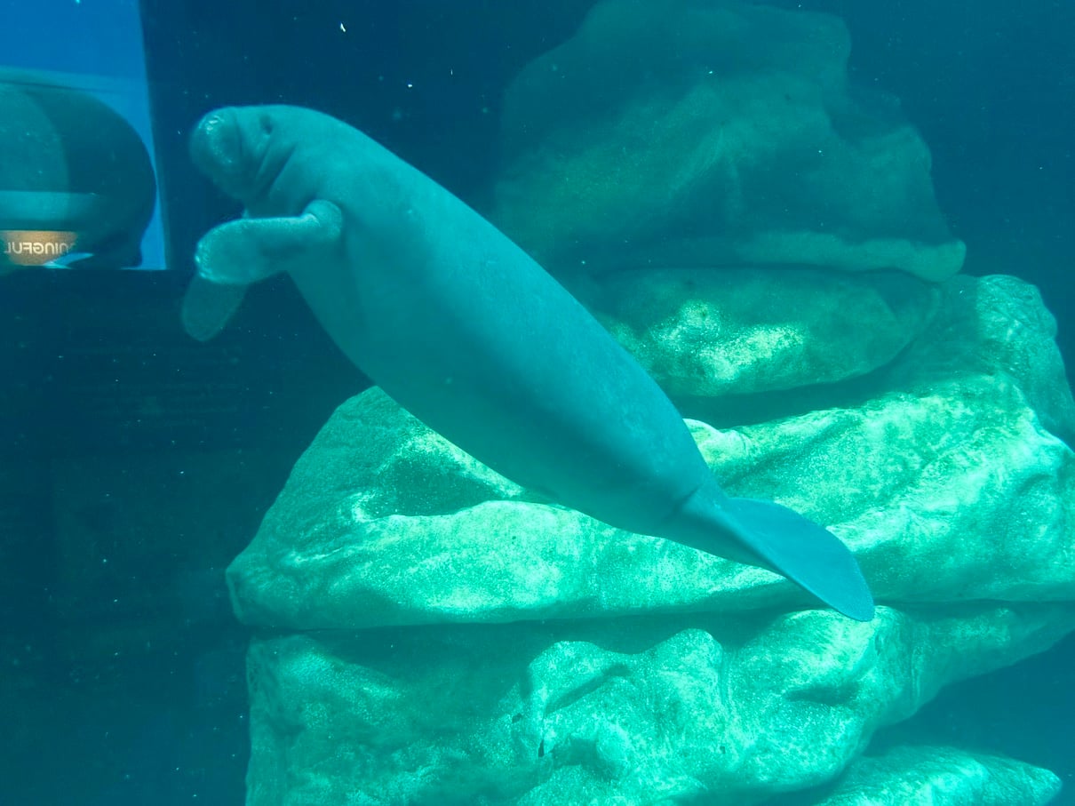 New Manatee Arrives at EPCOT’s The Seas For Rehabilitation manatee exhibit at the seas_EPCOT_chloe