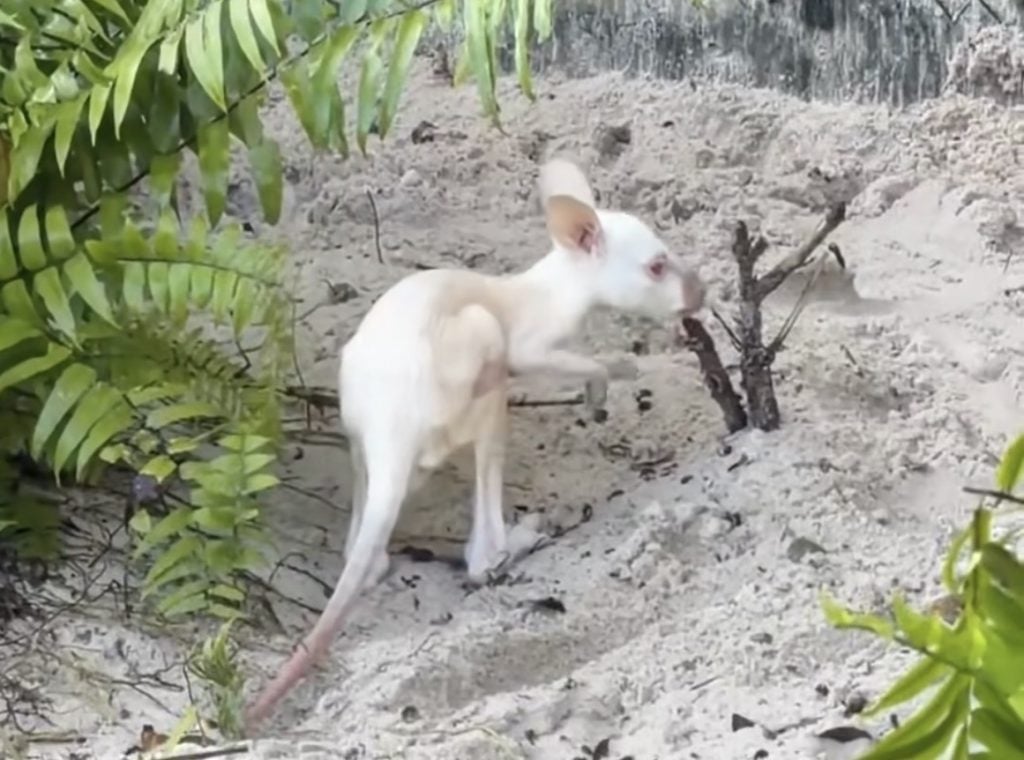 Screenshot | WDWINFO.COM Meet Quartz! Rare Albino Wallaby Joey Arrives at Disney’s Animal Kingdom Screenshot Screenshot