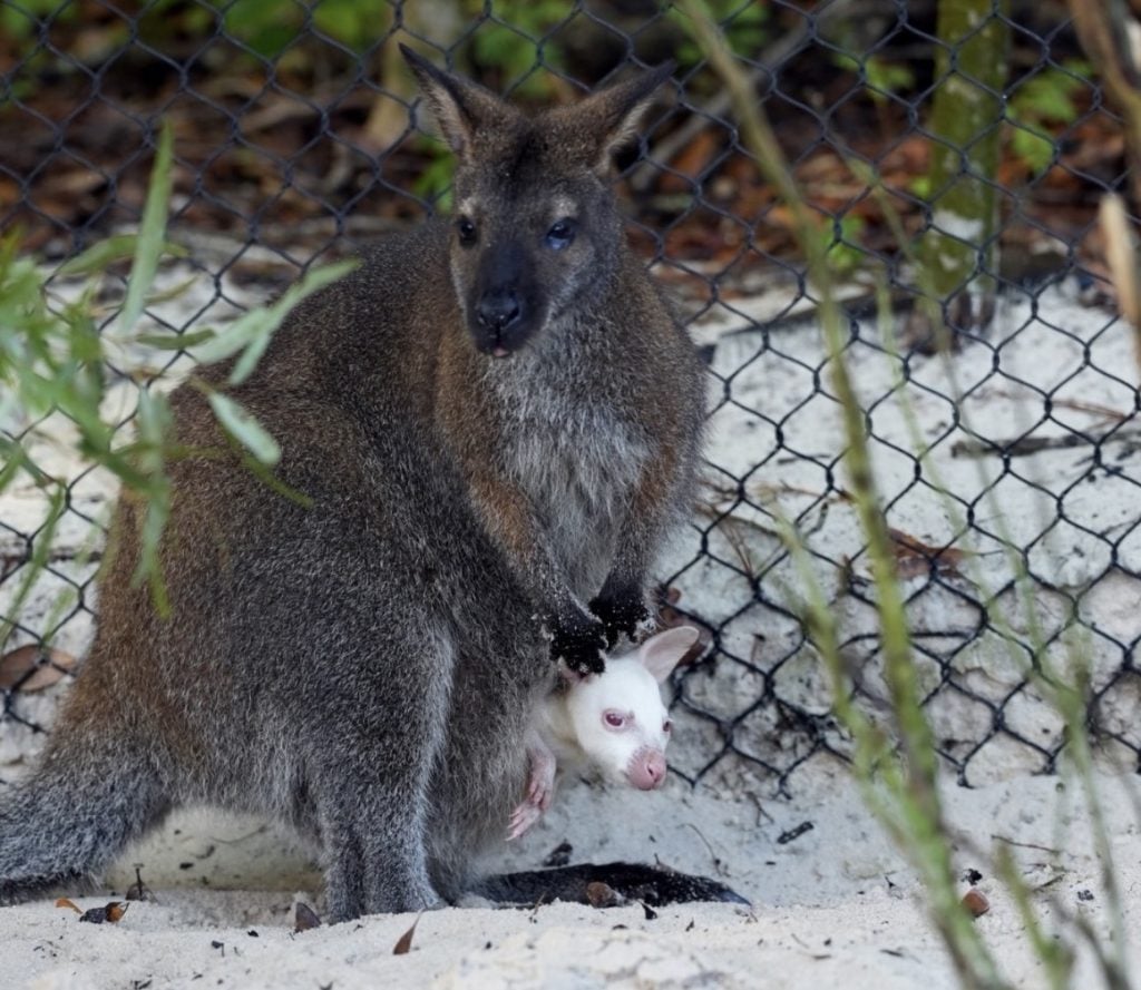 Screenshot | WDWINFO.COM Meet Quartz! Rare Albino Wallaby Joey Arrives at Disney’s Animal Kingdom Screenshot Screenshot