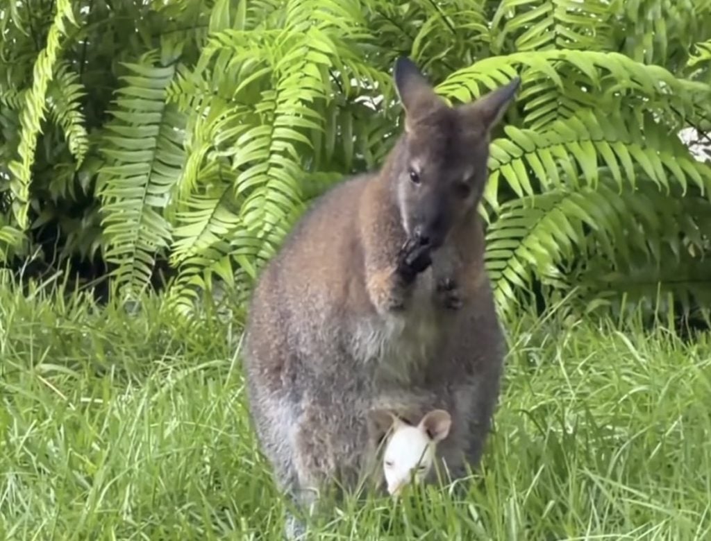 Screenshot | WDWINFO.COM Meet Quartz! Rare Albino Wallaby Joey Arrives at Disney’s Animal Kingdom Screenshot Screenshot