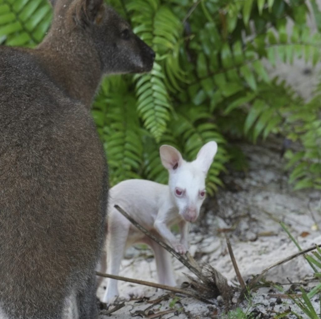 Screenshot | WDWINFO.COM Meet Quartz! Rare Albino Wallaby Joey Arrives at Disney’s Animal Kingdom Screenshot Screenshot