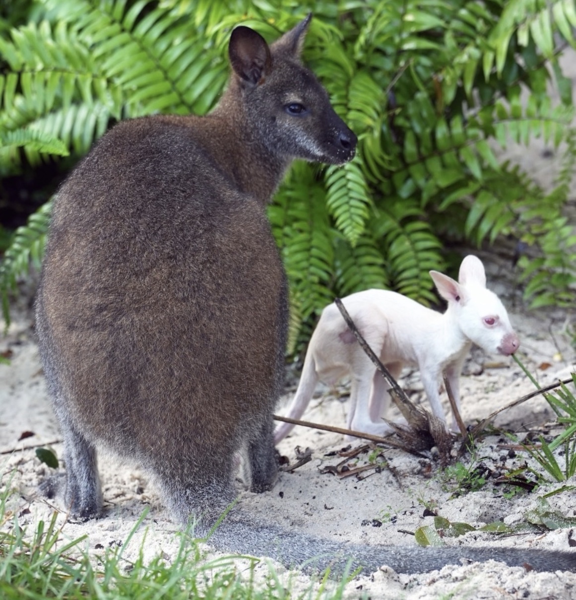 Meet Quartz! Rare Albino Wallaby Joey Arrives at Disney’s Animal Kingdom