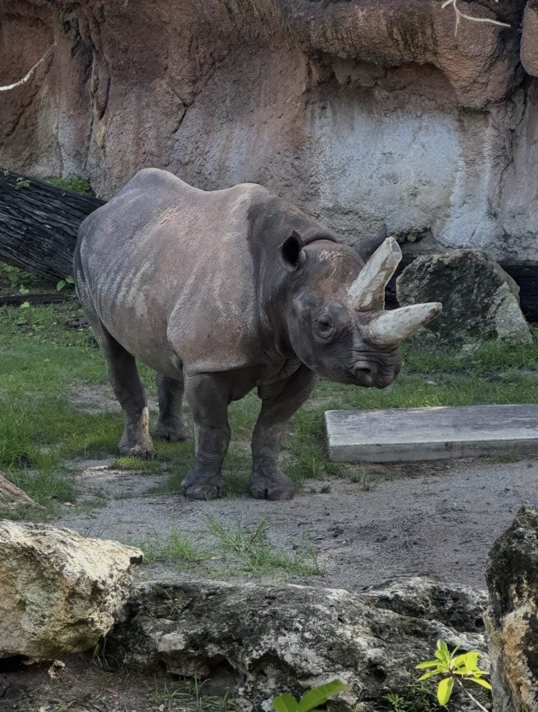 Screenshot | WDWINFO.COM Meet Timu! New Black Rhino at Disney’s Animal Kingdom Screenshot Screenshot