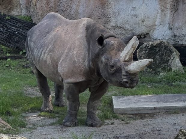 Meet Timu! New Black Rhino at Disney’s Animal Kingdom Screenshot  Screenshot