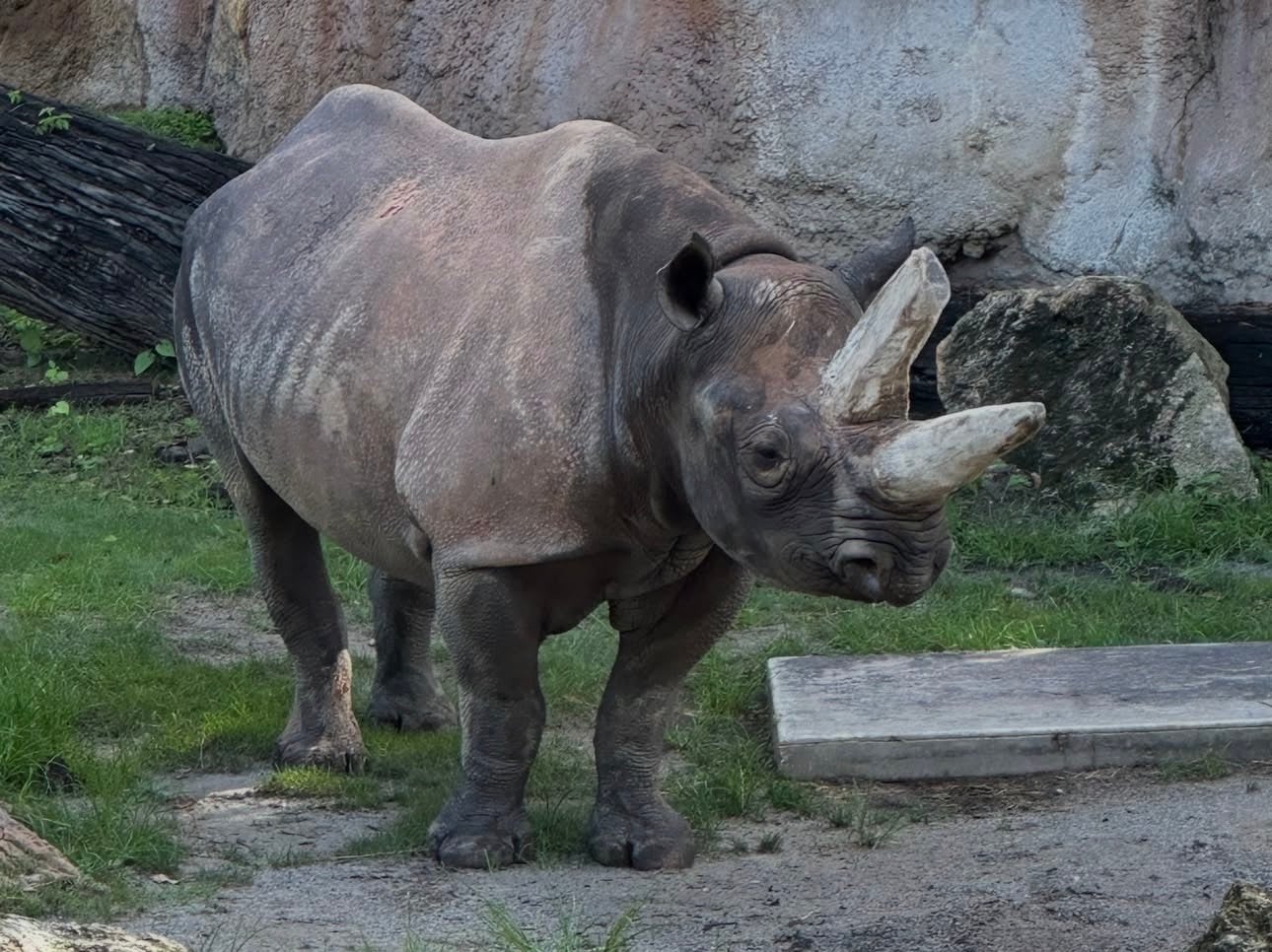 Meet Timu! New Black Rhino at Disney's Animal Kingdom