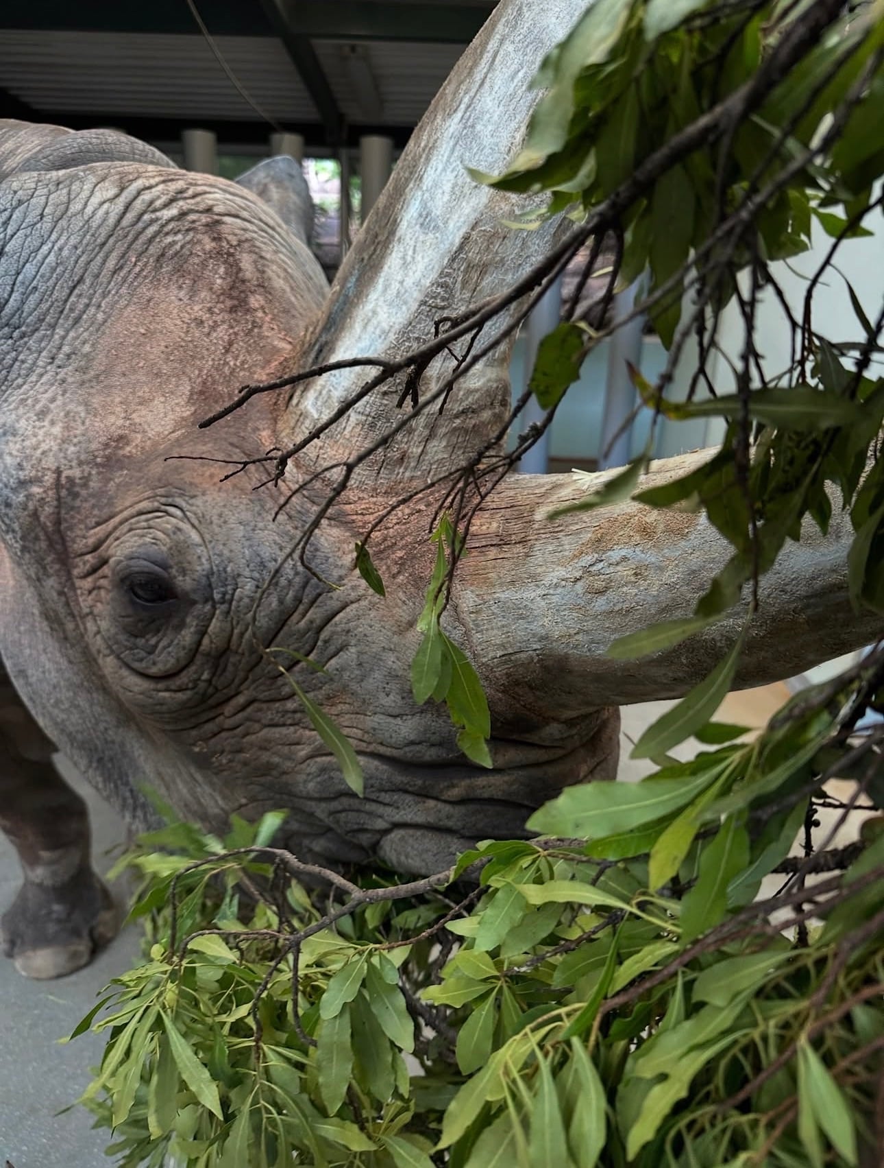 Screenshot | WDWINFO.COM Meet Timu! New Black Rhino at Disney’s Animal Kingdom Screenshot Screenshot